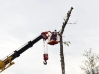 Tree Lopping could be beneficial for your tree.